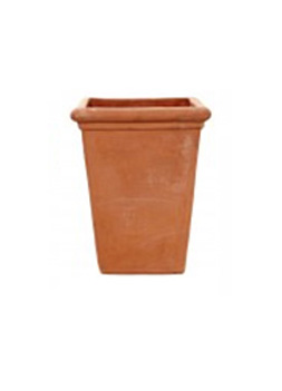 New Tall Camelia Square - Terracotta Pot