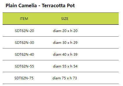 Plain Camelia - Terracotta Pot